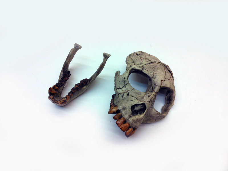 craneo animal 13x6x9 1u